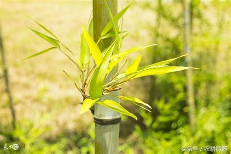 竹子開花的惡兆|「竹子開花，必有異象」，竹子開花真的是「災難」的前兆嗎？